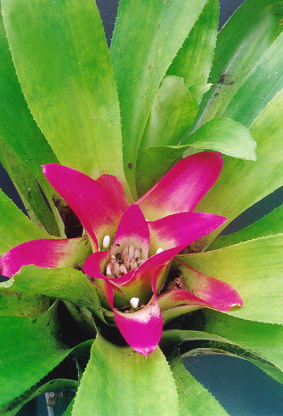 Nidularium Innocentii